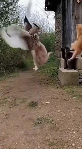 Cat vs. Owl: The Fight