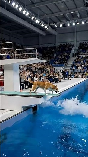 Professional Dog Diving — A Perfect Jump! 🏅🐶 #heartspeaks #betrayal #cuteanimals