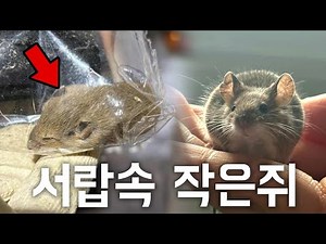 I raised a baby rat rescued from a warehouse drawer full of rat poison...??? It's really amazing.
