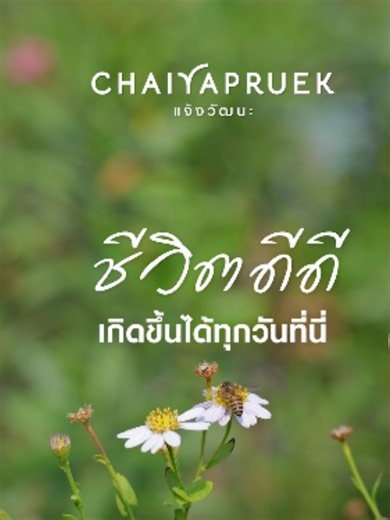 บ้านที่กลับมาแล้ว…ใจได้พักทุกวัน 🌿 CHAIYAPRUEK แจ้งวัฒนะ “บ้านหรู” ไทป์ “Crafted Design” สำหรับคนอยากมีบ้านที่พร้อมเข้าอยู่ได้เลยทันทีไม่ต้องรอ ✔️ Crafted Design บ้านตกแต่งเฟอร์ทั้งหลังออกแบบอย่างพิถีพิถันทุกมุม สวย สมดุล อยู่แล้วสบายตา สบายใจแต่งเฟอร์ครบทั้งหลัง ได้ทุกอย่างที่ตาเห็น ไม่ต้องกลัว “ซื้อแล้วไม่สวย” ไม่ต้องลุ้น ไม่ต้องปวดหัว ✔️ งบไม่บานปลาย ราคาชัด จบจริง เข้าอยู่ได้ทันที ✔️ บ้านหลังใหญ่ แปลงสวยติดสวน พื้นที่กว้าง โปร่ง เป็นส่วนตัวในบรรยากาศโครงการขนาดใหญ่ ที่เงียบสงบ เหมือนได้พักผ