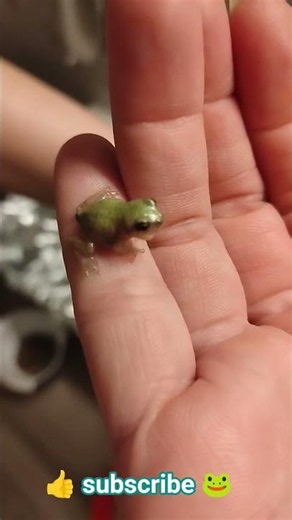 revive a froglet #saveanimals #frog #babies #thankful