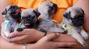 200+ Best Pug Dog Names