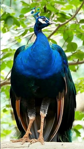 Sounds of Crying Peacock
