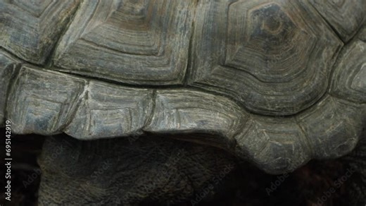Shell pattern and foot close up of Aldabra Giant Tortoise in captivity, 60fps.