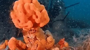 Decorator crab's fabulous headpiece impresses diver