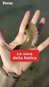 Conoscete la natica e le sue uova? Le avete mai viste? Oggi Archeoplastica ci parla di questo interessantissimo e frequente ritrovamento sulle spiagge italiane. | Focus
