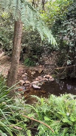 5K views · 31 reactions | Nature lovers + pups = heaven  This view, this breeze, and free dog-friendly camping just hits different.  Mount Barney National Park, QLD  #AustraliaAdventure @_saharajazmin | Australian | Facebook