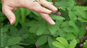Green leaves of shy mimosa. A shy plant is called sensitive, sleepy, active plant, touchy, shy plant, The little leaves are starting to fold. Touching it with a human hand causes the sheet t