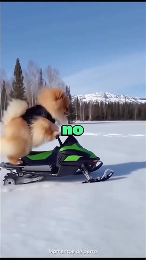 Los perros odian los juguetes – Parte 2 😭 #shorts