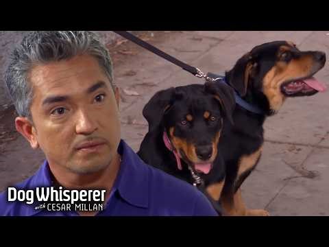 Cesar Transforms Two Powerful and Aggressive Rottweiler Puppies | Dog Whisperer with Cesar Millan