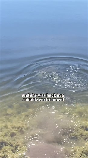 18K views · 407 reactions | Happy Freedom Friday  This Softshell...