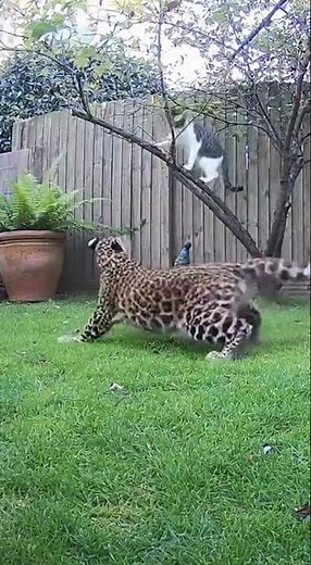 Leopard vs. Ninja Cat! Watch the Cat Use Parkour to Win the Fight! 🐆😼