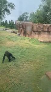 1.9M views · 5.9K reactions | Chasing the rain and clouds away for a sunny Spring Break! : Stephanie S. | Oklahoma City Zoo and Botanical Garden | Facebook