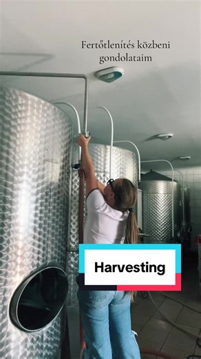 Higiénia a borászatban: Lelkiek és praktikumok