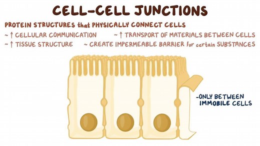 Video: Cell-cell junctions - Video Explanation! | Osmosis | Osmosis