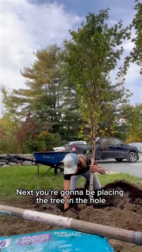 Hey hey!! It’s #TutorialTuesday at UpRooted!! This is our first tutorial (be easy on us!! 😅) but will not be our last! This is a long one but we’re so excited to share how we plant trees with you!! Follow along for more tips and tricks from our gardens to yours!! #uprootedgreenhouse #littletonnh #plantatree | UpRooted