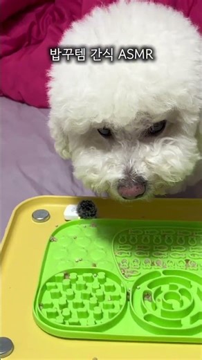 ASMR l 밥꾸템 간식 냠냠 먹기 #asmrshorts #강아지 #eatingsounds #puppydogfood #puppy