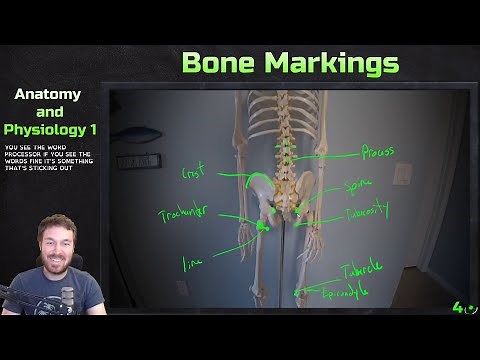 Major Bone Markings - Anatomy and Physiology 1