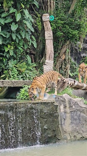 วันหยุด..ที่สวนสัตว์เปิดเขาเขียว | สวนสัตว์เปิดเขาเขียว Khao Kheow Open Zoo