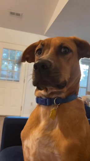 Telling My Dog He Is Adopted: Hilarious Reaction!