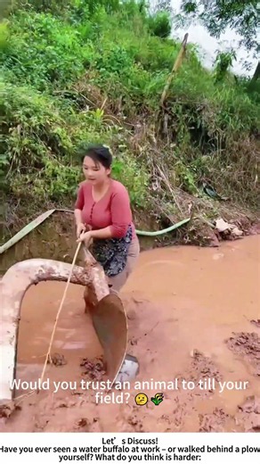 Woman Plowing a Paddy with a Water Buffalo – Ancient Rhythm in a Misty Valley 🌾💧