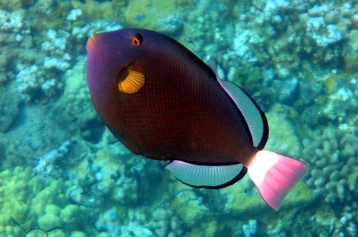 Pink tail Triggerfish for sale