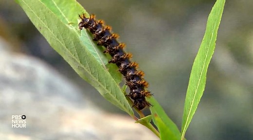 How cutting-edge engineering borrows nature’s innovations