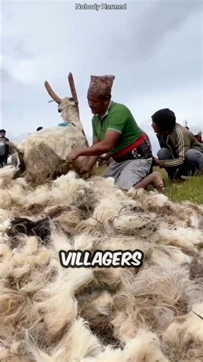 Villagers turn sheep wool into expensive blankets