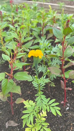 From packet to petals. 🌸 These Burpee seeds from 1986 were planted at Fordhook Farm this summer, and they are now in bloom. A lasting reminder that Burpee Seeds Grow. 🌱 | Burpee Gardening