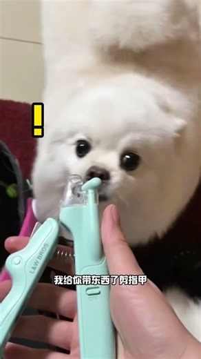 The Heartwarming Pet's 'Sorry' Button: A Happy New Year Tale PetLove YuanGulu Bomei