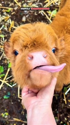 Shocking Animal Transformation!#animals #wildanimals #shorts