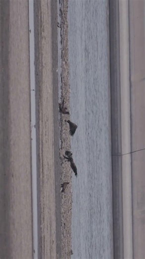 Juvenile Baldies horsing round at Beach (I remember the days...) #naturephotography #birds #nature