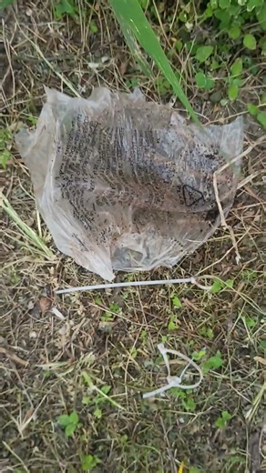 showing citrus tree air Layering root system.....