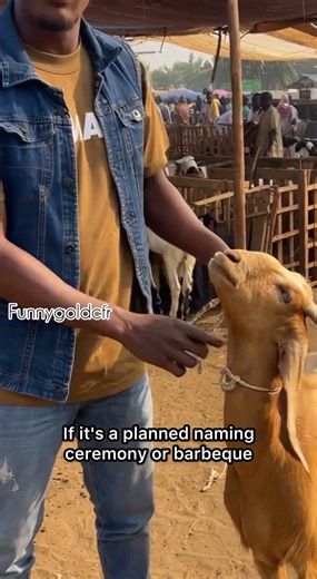 Correct local breed goat #everyone