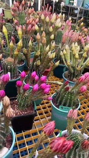 Rare Moment: Hundreds of Cacti Blooming at Once! 🌸