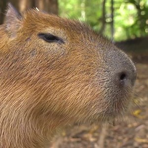 MEET THE WORLD'S LARGEST RODENT 😍😍 You thought guinea pigs were cute well wait until you meet these guys! Enter the Capybaras enclosure and get up close and personal, give them a scratch and help feed them while learning interesting facts like how they eat their own poo. Book our Capybara Encounter online today >> https://bit.ly/2RSydmp | Currumbin Wildlife Sanctuary