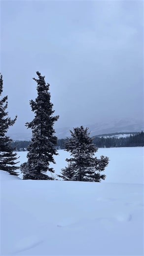 Whiteout Wind Through Frozen Trees | Yukon