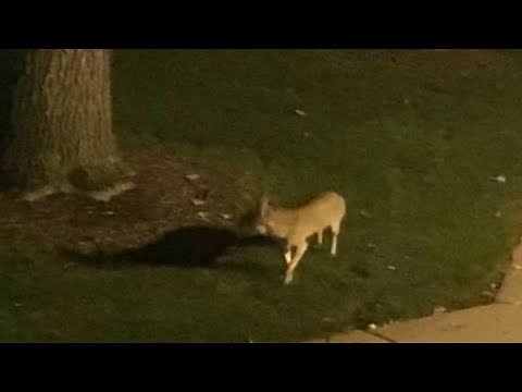Coyotes attack, kill deer in front yard of Rochester Hills home