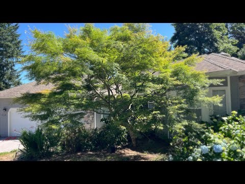 Pruning 2 Upright Japanese Maples in Echo Lake, WA - Seiryu & a linearilobum - Before & After