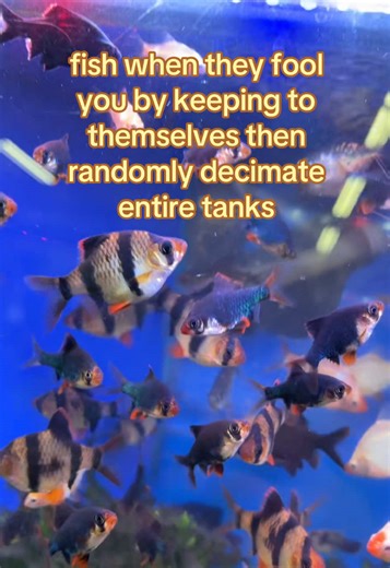 Essential Tips for Responsible Fishkeeping