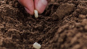 Working with farmers across the country, Syngenta is here to provide the best seed and crop protection products. #Syngenta #BringingPlantPotentialToLife | Syngenta