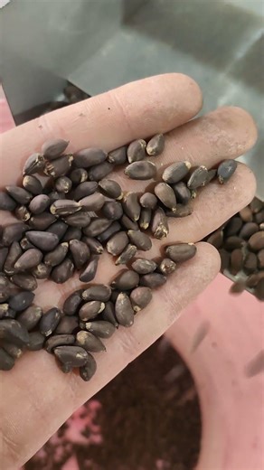 Pine seed color sorter