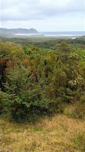 Cucao, su bosque y su mar. #chiloé #isladechiloé #cucao #chonchi #febrero2026 #bosquenativo #flora