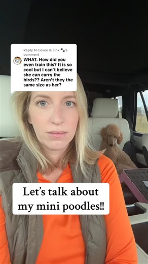 Let’s talk about our mini poodles! | Simply Southern Retrievers, LLC
