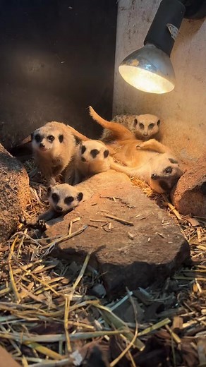 7.4K views · 218 reactions | Meerkat's are one of the most...