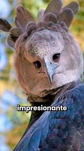 204K views · 10K reactions | ¿Por qué las personas confunden a esta ave con una persona? 礪 #eagle #IMPORTANTE #curioso | Resumiendo En Minutos | Facebook