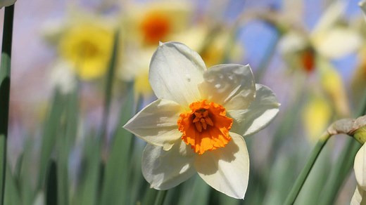 10 Types of Jonquil Daffodils