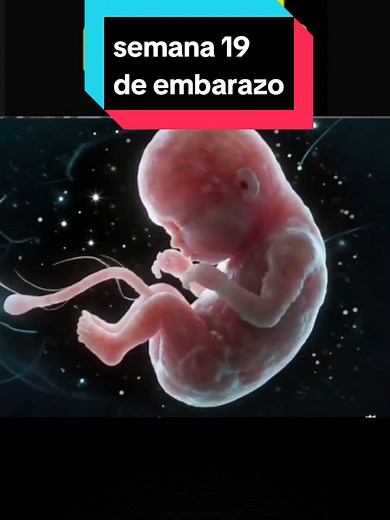 Semana 19 de Embarazo: Desarrollo de Tu Bebé