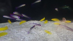 Many yellow coris wrasse. 🤗 | Iwarna Aquafarm