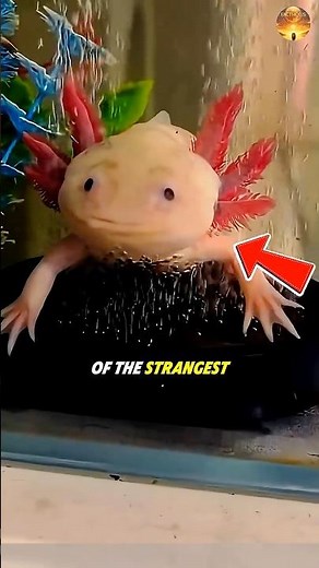 Meet One of the Strangest Animals in the World 😳🦎✨